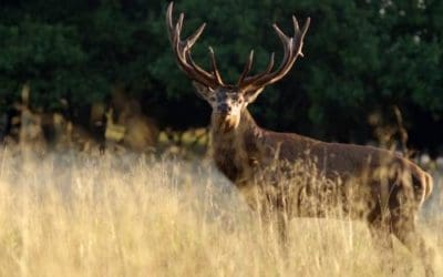 BATTUE DE CHASSE-SAMEDI 27 FÉVRIER 2021-LOT 1 ET LOT 2