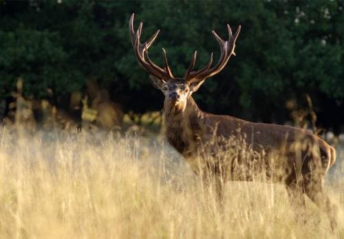 BATTUE DE CHASSE-SAMEDI 27 FÉVRIER 2021-LOT 1 ET LOT 2