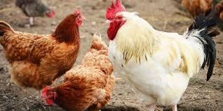Renforcement des mesures de biosécurité pour lutter contre l&rsquo;influenza aviaire