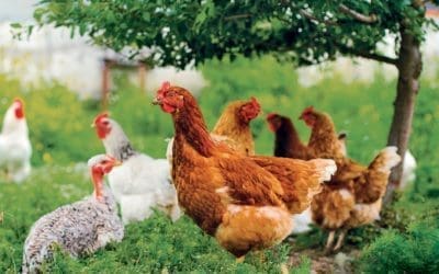 INFLUENZA AVIAIRE – Extension de la zone de contrôle temporaire à l&rsquo;ensemble du département