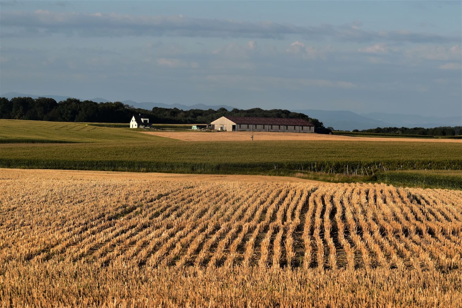 Farm