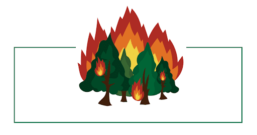 Les règles du feu en forêt